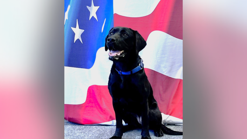 arson detection dog Agnes