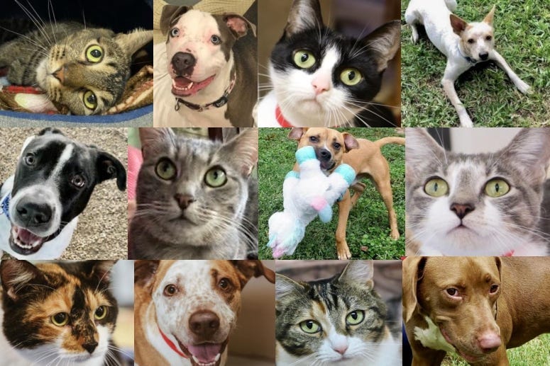 AHS Furbaby board 