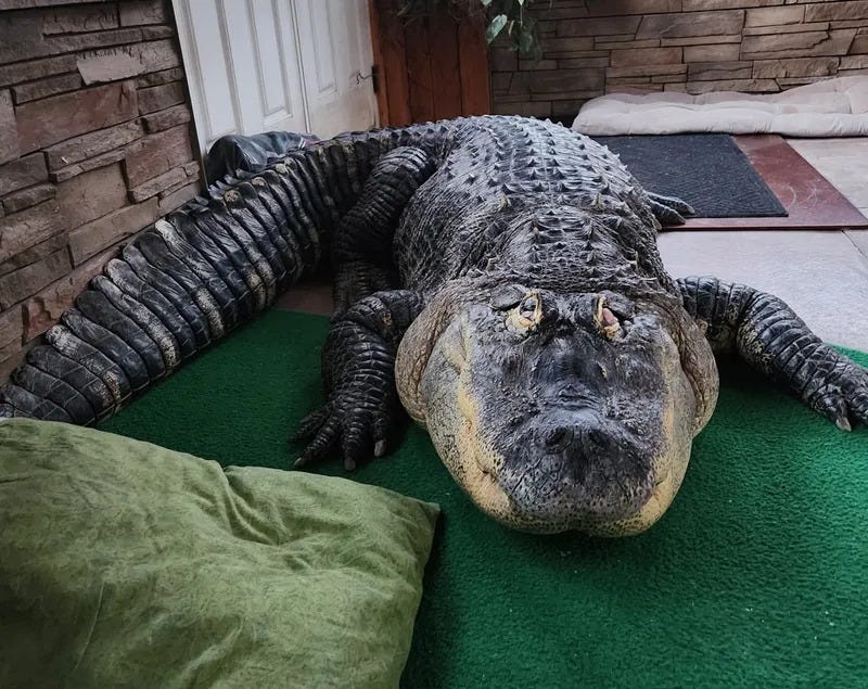 Albert the Alligator