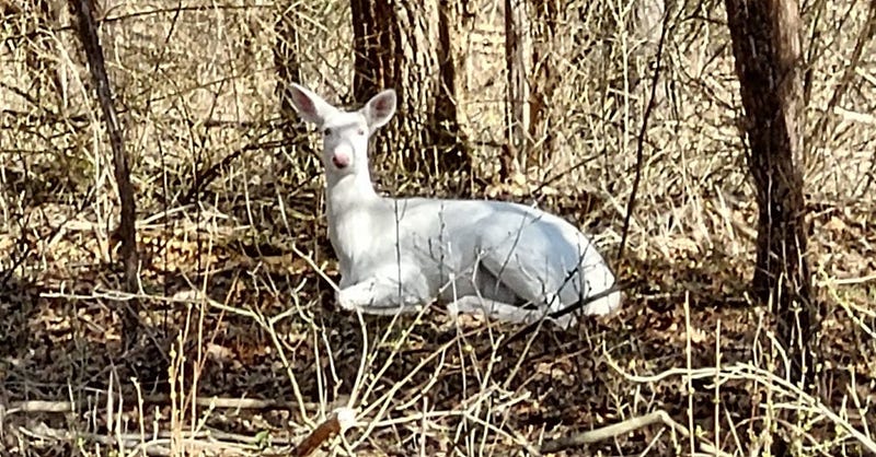 albino deer