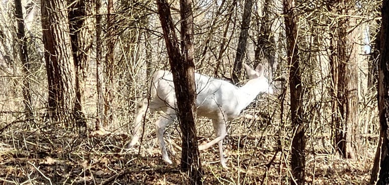 albino deer