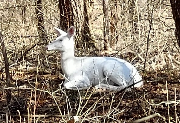 albino deer Oakland County