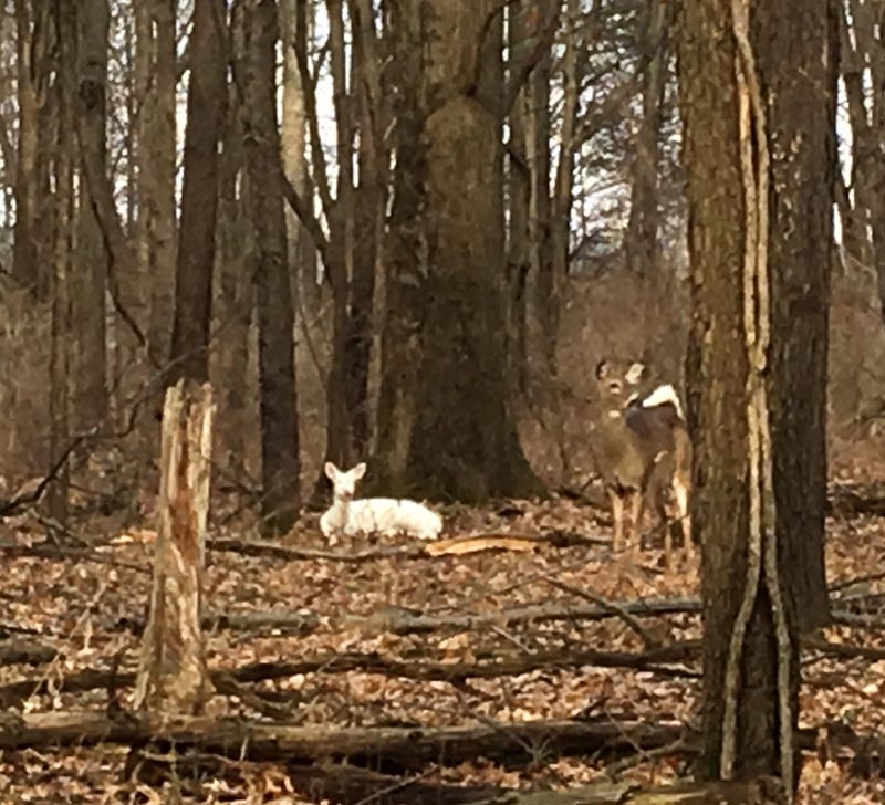 albino deer with fawn