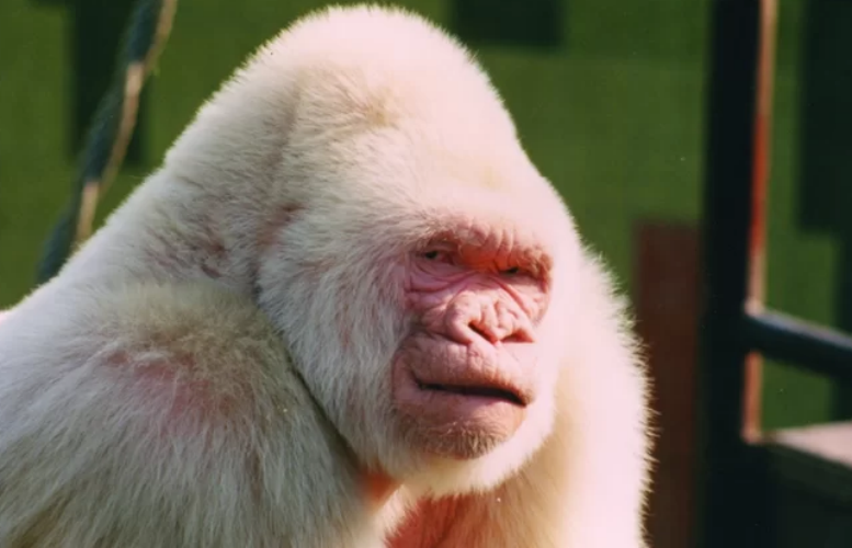 Albino Gorilla, Snowflake