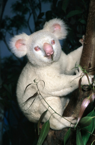 Albino Koala, Onya-Birri