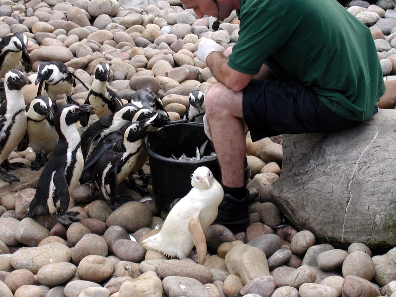 Albino Penguin, Snowdrop
