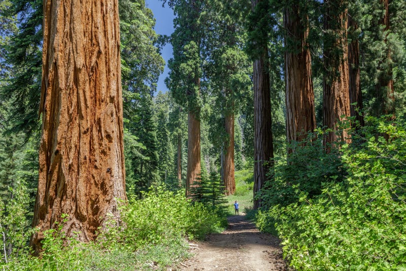 The Save the Redwoods League announced it had purchased the Alder Creek property, which contained hundreds of sequoias.