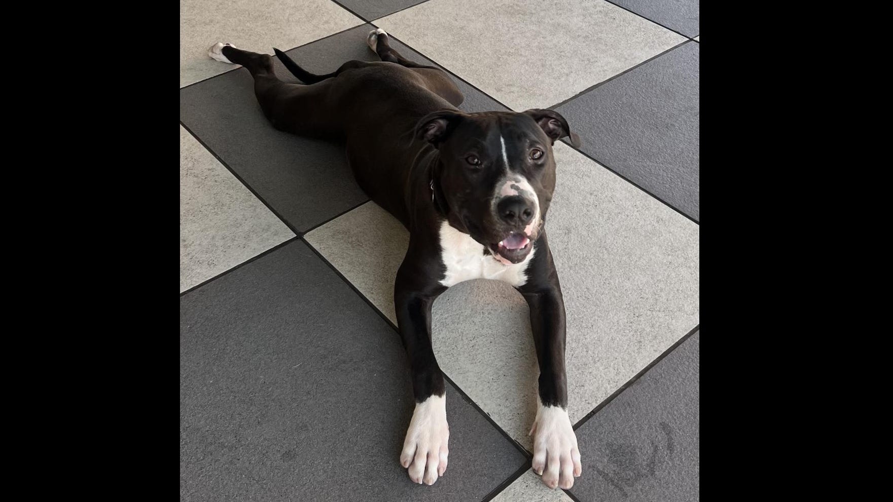 This loveable puppy is an 'absolute angel'