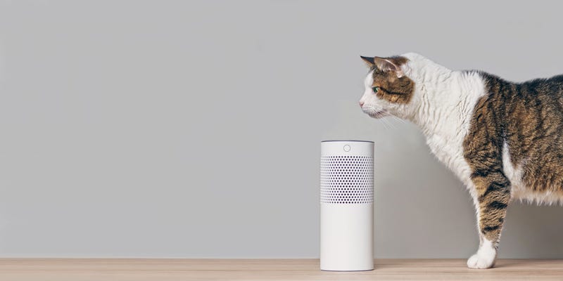 Our Alexa Has an Attitude!