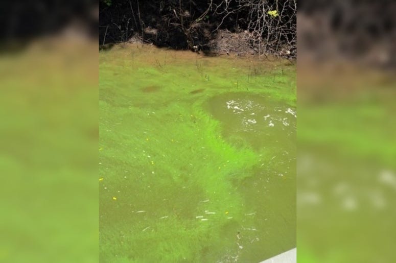 blue-green algae