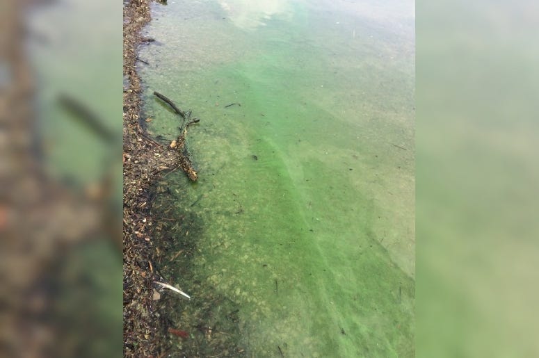 blue-green algae