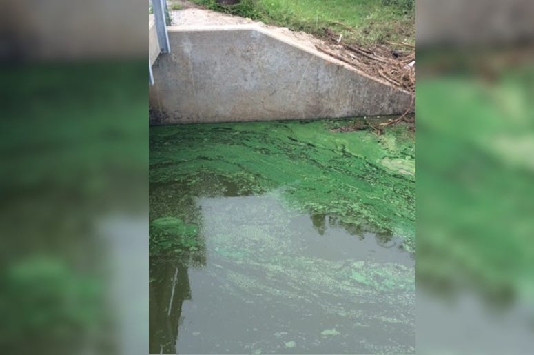 blue-green algae