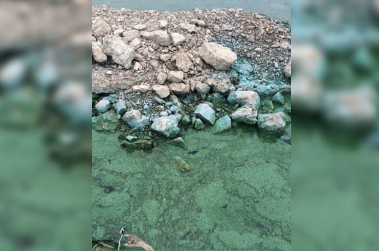 blue-green algae