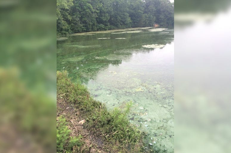 blue-green algae