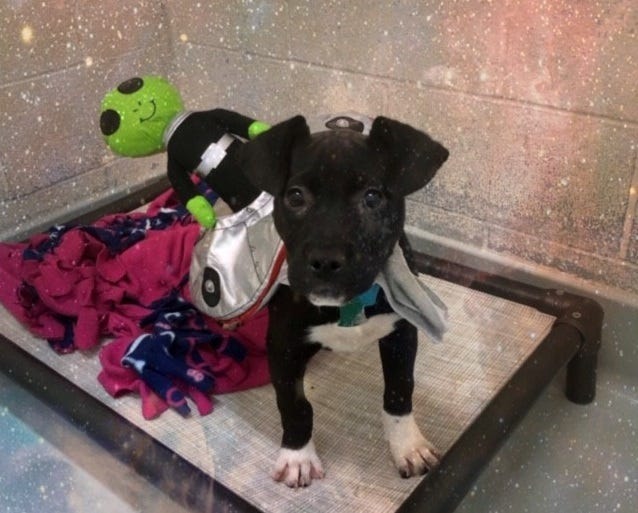 Alien Dog