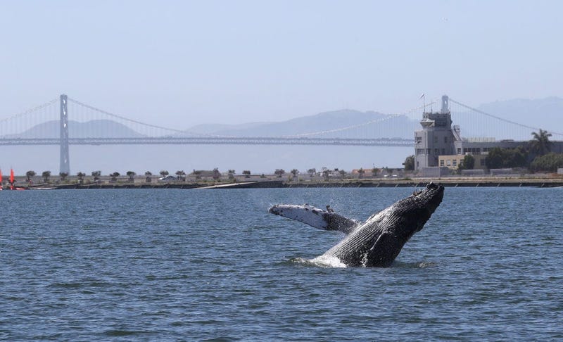 Humpback Whale Swims In Alameda Lagoon