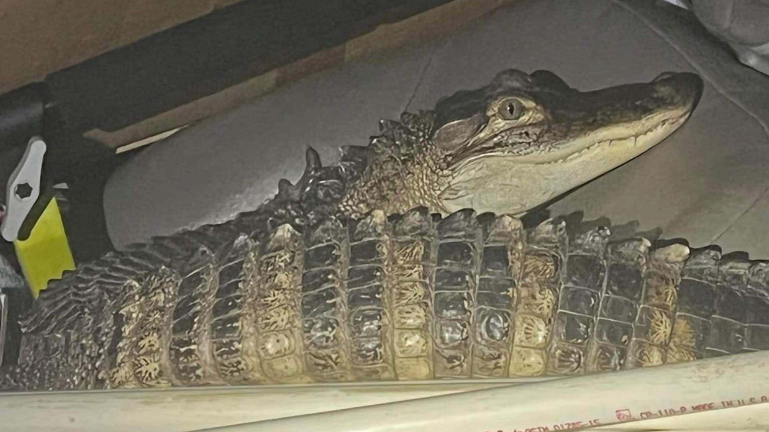 Michigan driver with alligator passenger arrested after high speed chase: cops