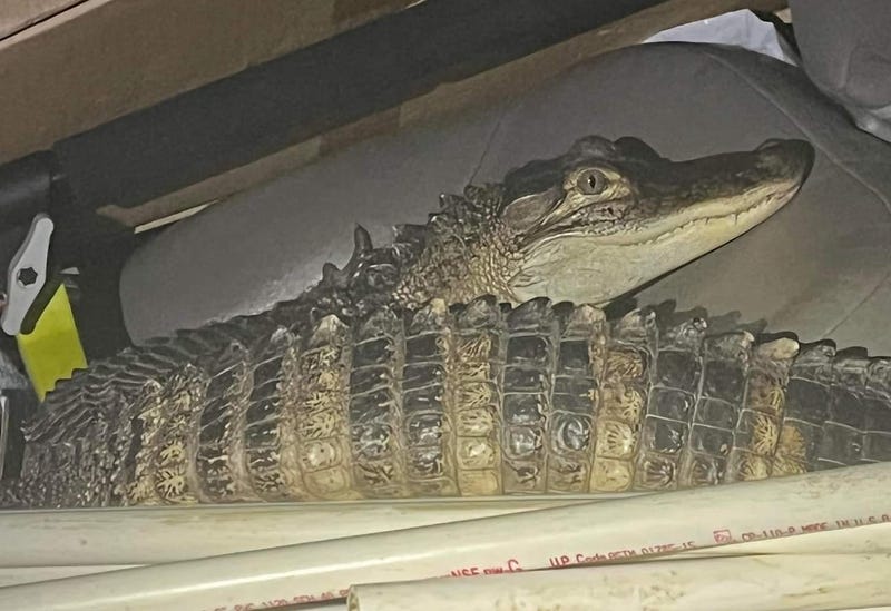 alligator found in car after police chase in Michigan