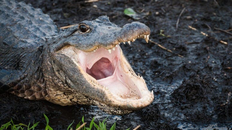 WATCH: 2 massive alligators spotted fighting in man's backyard