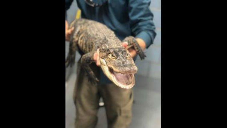 'An Amazing Capture': Alligator Caught In Humboldt Park Lagoon After Weeklong Search