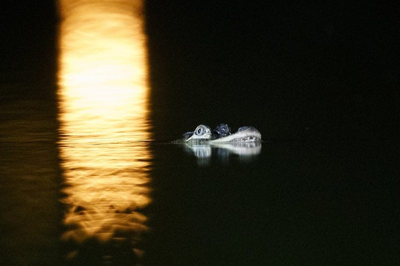 alligator