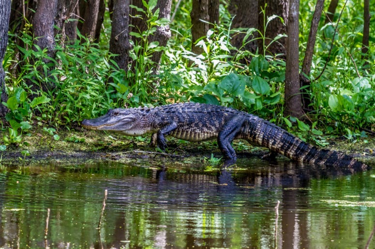 Alligator