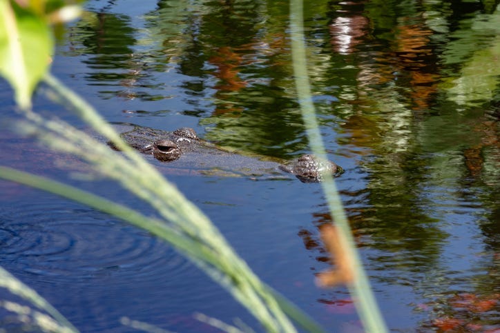 alligator in the river