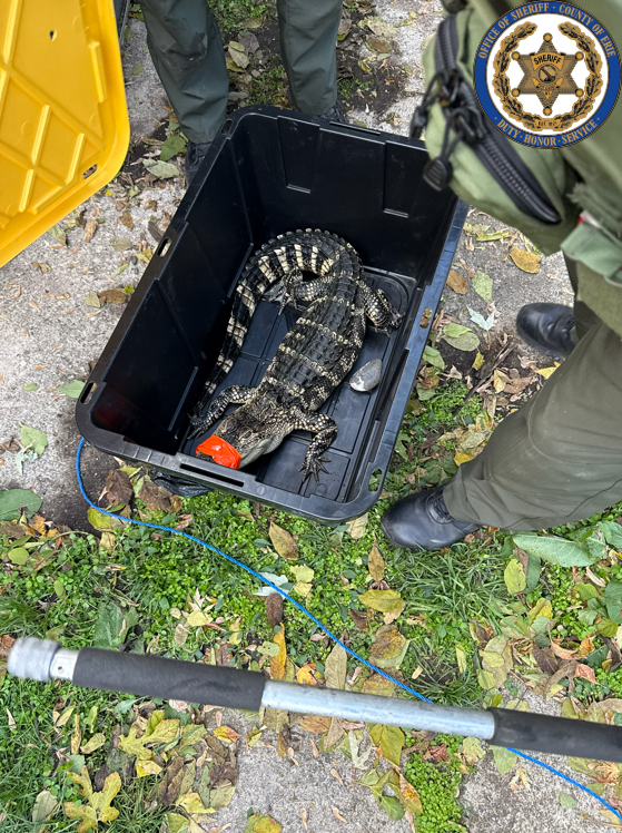 A search warrant led to the arrest of a suspect in drug trafficking. Deputies also discovered the suspect had an alligator. 