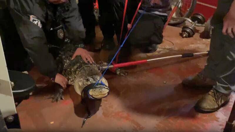 How to catch a crocodile: A Philly animal control officer's wild life