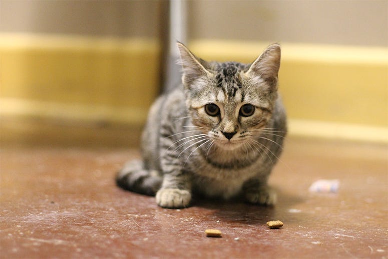 Almond the cat