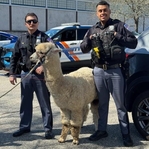 Westchester police officers rounded up an alpaca that got loose in Mount Kisco on Thursday morning, the department said.