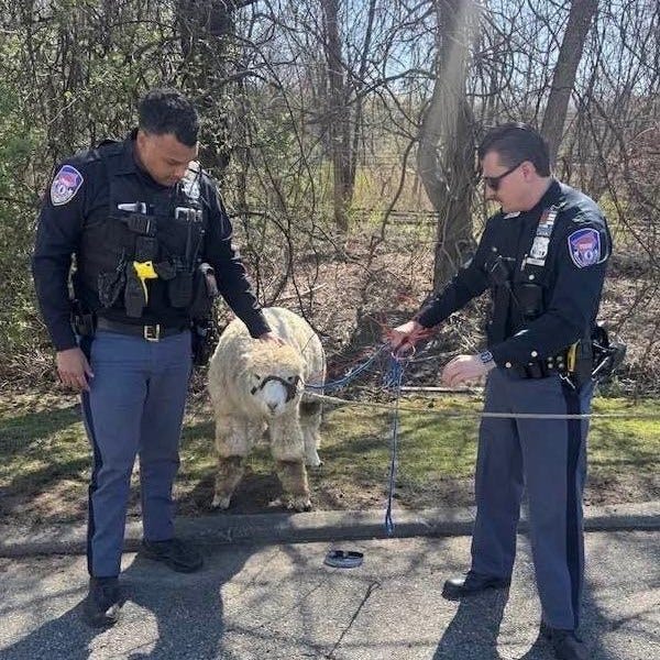 alpaca
