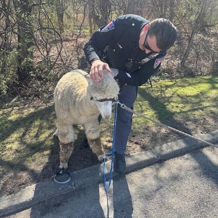 alpaca