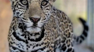 Riverside County man among 2 charged with trafficking Jaguar cub