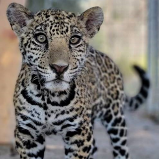    Riverside County Man Among 2 Charged with Trafficking Jaguar Cub