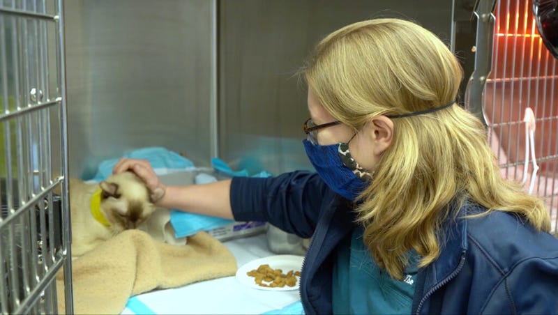 Pet being treated at the Animal Medical Center