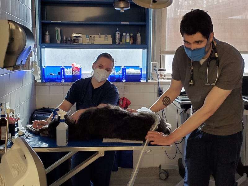 Pet being treated at the Animal Medical Center