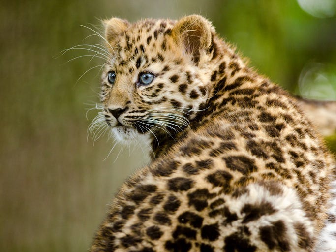 Amur Leopard Cub - Getty Images