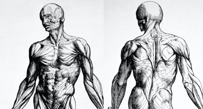anatomy drawings