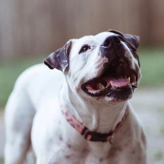 Angel the Dog