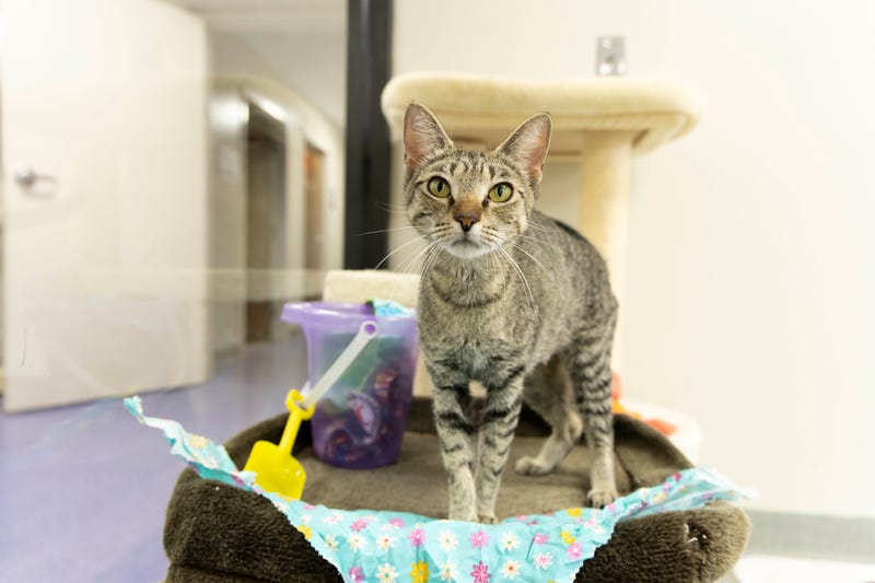 Angela at The Humane Society of North Central Florida
