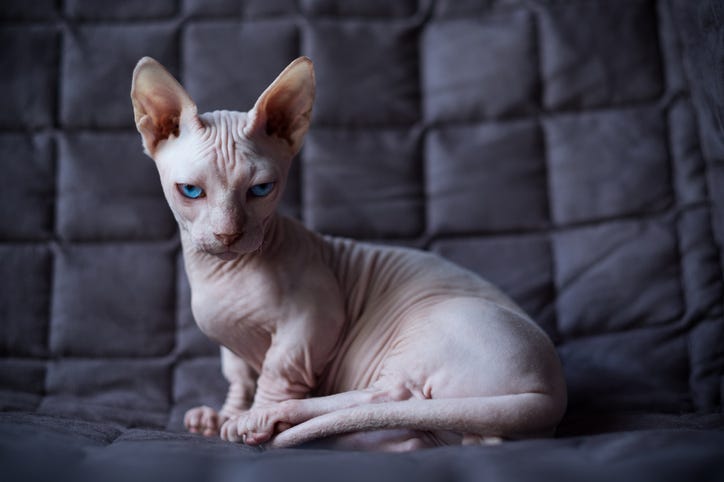 Angry Cat on Couch