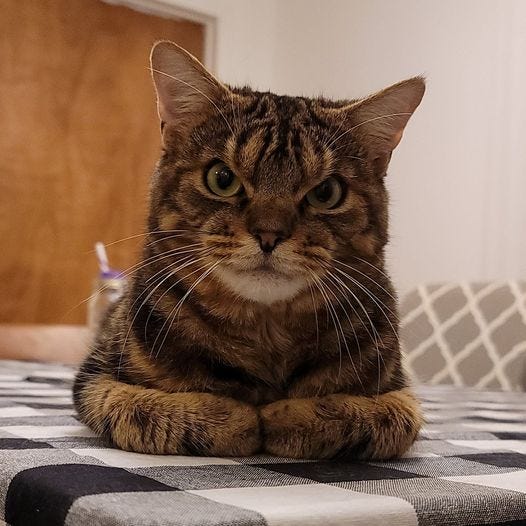Giggles the scowling cat