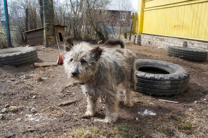 20 animals rescued from two Laurens County homes