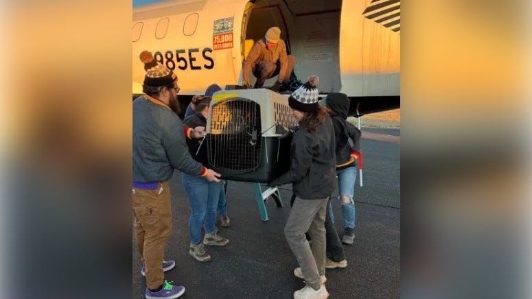 A group of people load dogs in crates onto a plane to be transported to the East Coast.