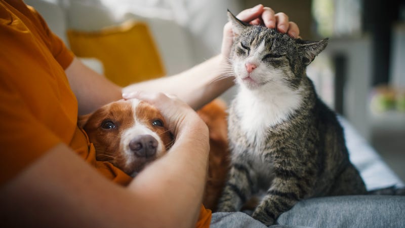 Virginia veterans suffering from dementia and/or loneliness can now receive free companion robotic pets through Capital Caring Health.