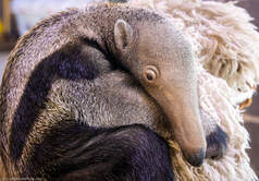 The Connecticut Beardsley Zoo needs help naming its baby giant anteater.
