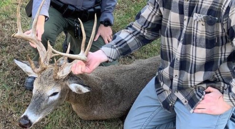 antlered doe