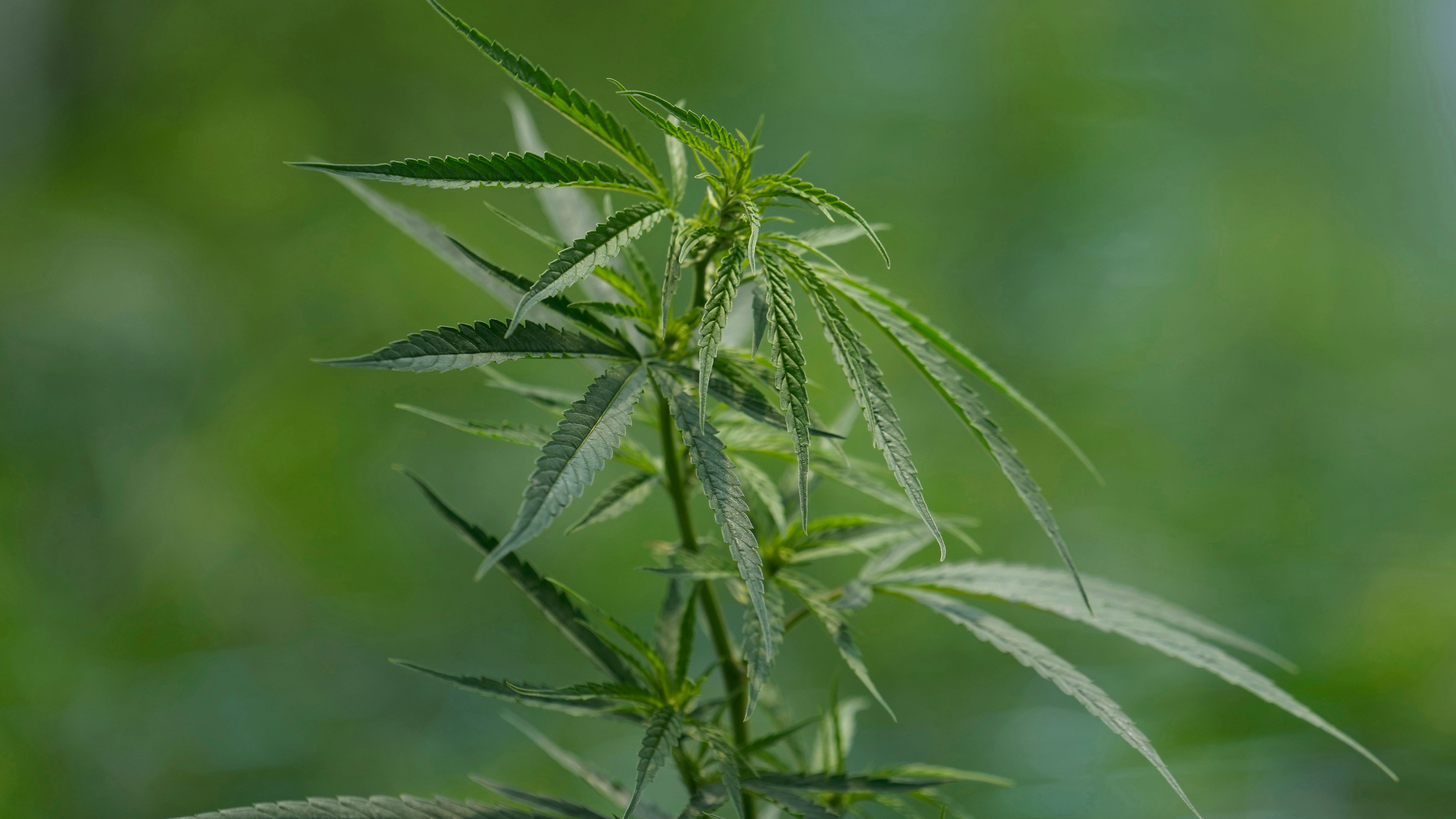 Germany moves ahead with plan to legalize cannabis sales