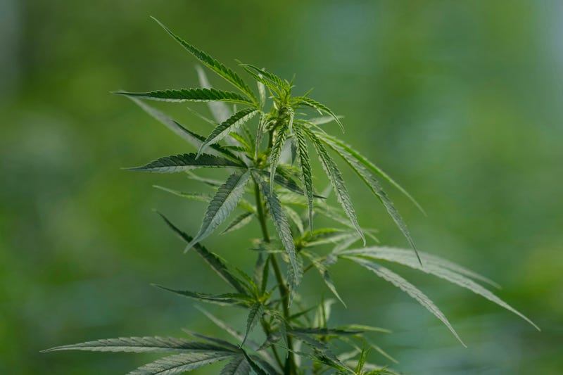 Germany Cannabis